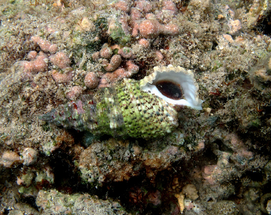  Cerithium echinatum (Cerith Snail, Tower Snail)